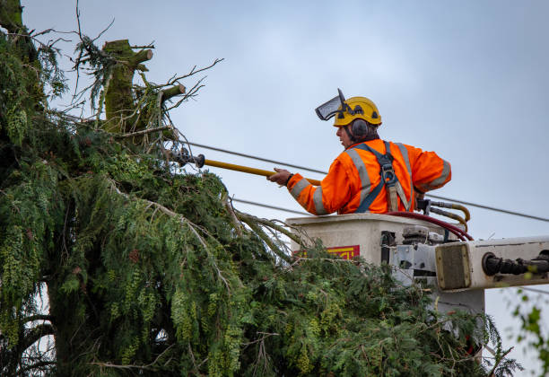 Best Fruit Tree Pruning  in Kentfield, CA