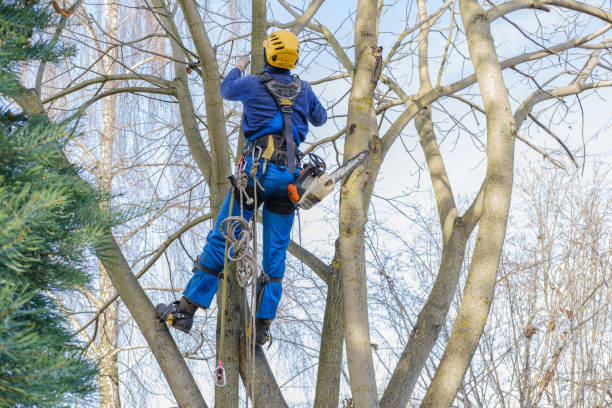 Best Utility Line Clearance  in Kentfield, CA