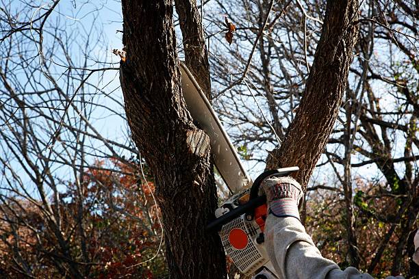 Best Seasonal Cleanup (Spring/Fall)  in Kentfield, CA