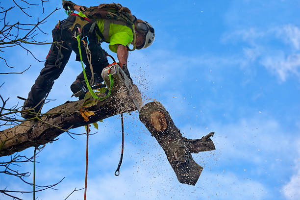 Best Leaf Removal  in Kentfield, CA